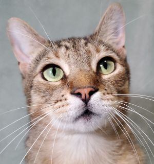 Just look at wonderful Randy This big boy came to us when his owner went to a local pet store