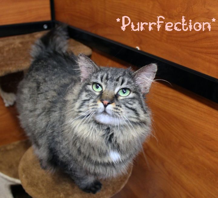 Purrfection, an adopted Domestic Long Hair in Centerville, UT_image-1