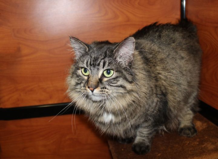 Purrfection, an adopted Domestic Long Hair in Centerville, UT_image-2