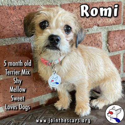 Romi, an adopted Terrier & Norfolk Terrier Mix in Glendora, CA_image-1
