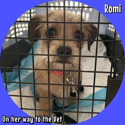 Romi, an adopted Terrier & Norfolk Terrier Mix in Glendora, CA_image-2