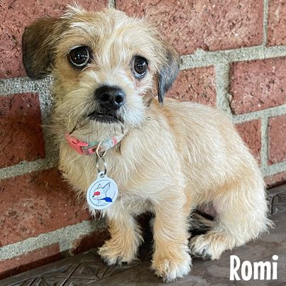 Romi, an adopted Terrier & Norfolk Terrier Mix in Glendora, CA_image-5