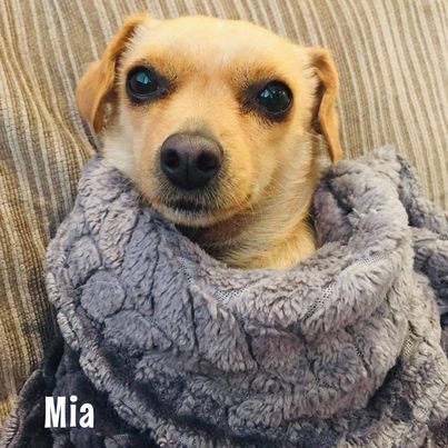 Mia, an adoptable Chiweenie & Chihuahua Mix in Glendora, CA_image-3