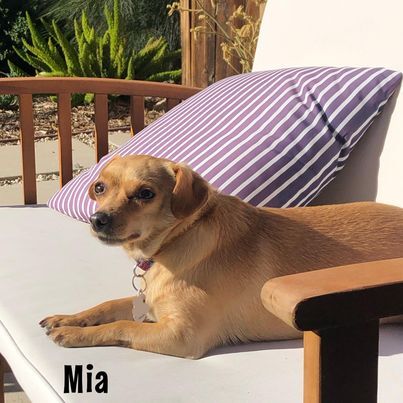 Mia, an adoptable Chiweenie & Chihuahua Mix in Glendora, CA_image-5