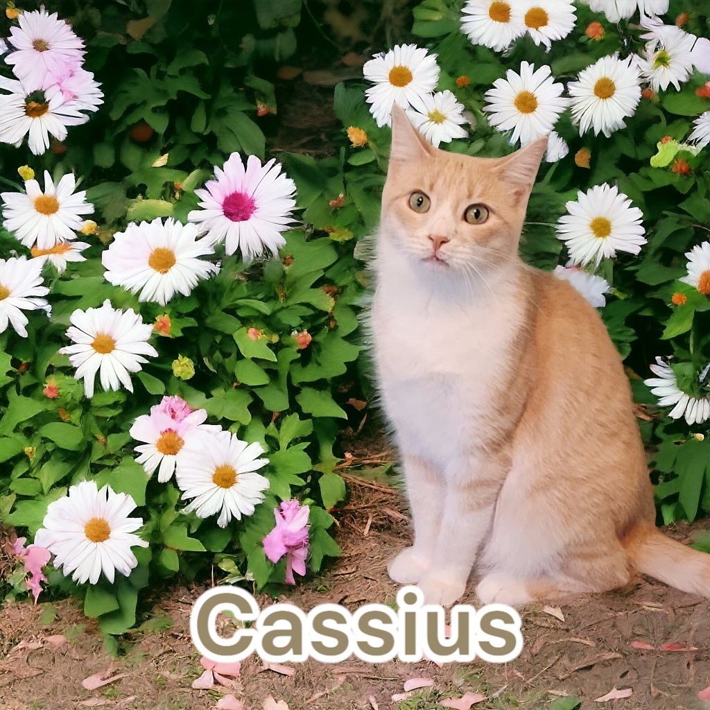 Cassius, an adoptable Domestic Medium Hair in Port Clinton, OH, 43452 | Photo Image 1