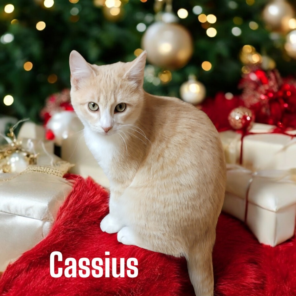 Cassius, an adoptable Domestic Medium Hair in Port Clinton, OH, 43452 | Photo Image 1