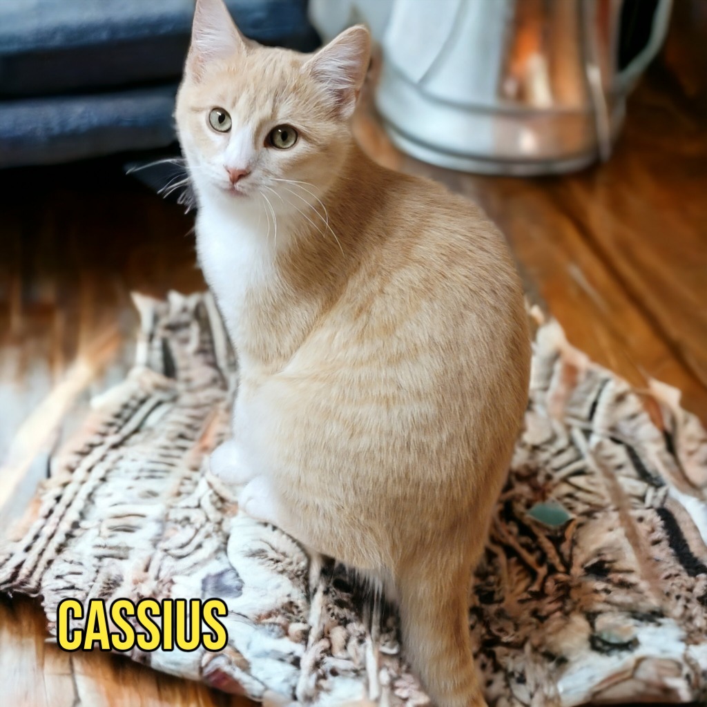 Cassius, an adoptable Domestic Medium Hair in Port Clinton, OH, 43452 | Photo Image 1