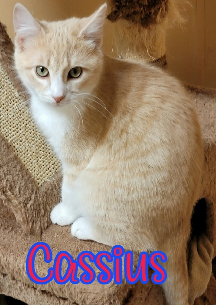 Cassius, an adoptable Domestic Medium Hair in Port Clinton, OH, 43452 | Photo Image 3