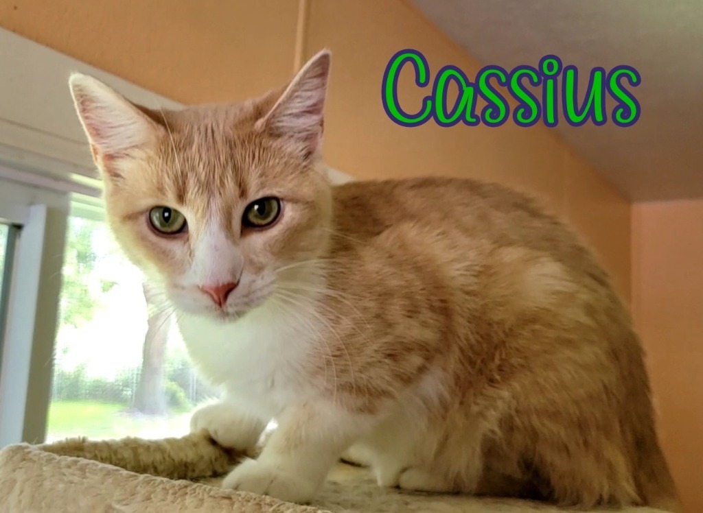 Cassius, an adoptable Domestic Medium Hair in Port Clinton, OH, 43452 | Photo Image 4