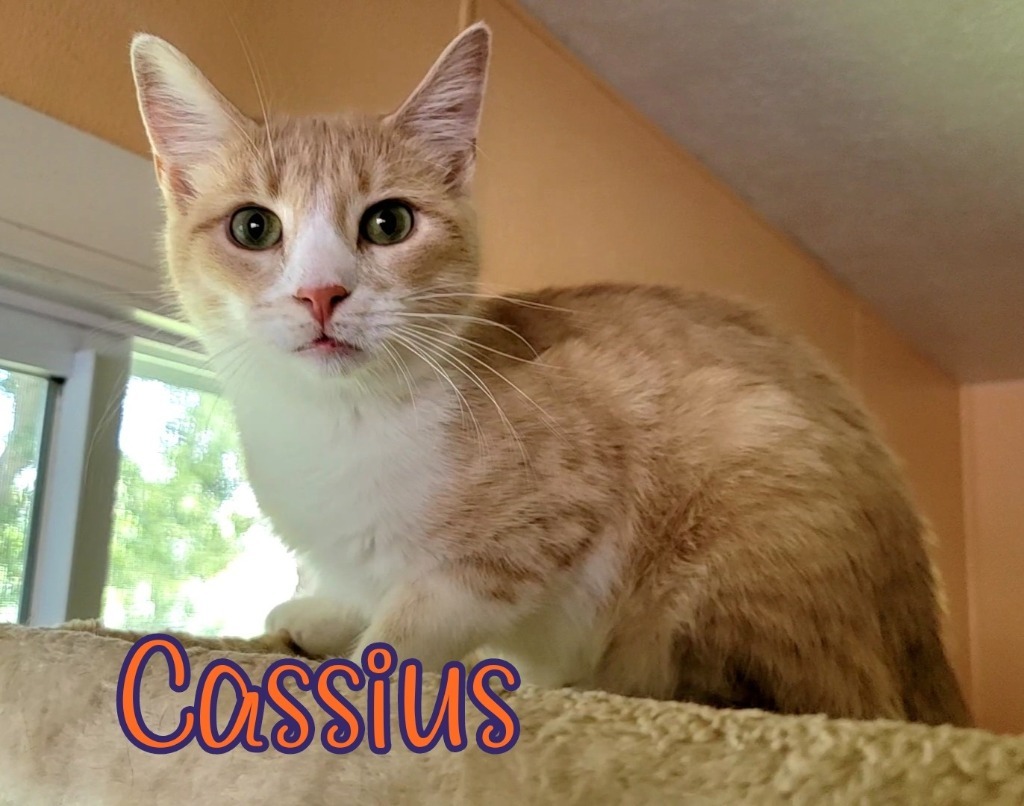 Cassius, an adoptable Domestic Medium Hair in Port Clinton, OH, 43452 | Photo Image 5