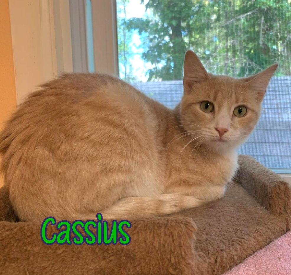 Cassius, an adoptable Domestic Medium Hair in Port Clinton, OH, 43452 | Photo Image 6