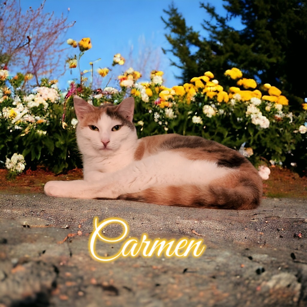 Carmen, an adoptable Domestic Short Hair in Port Clinton, OH, 43452 | Photo Image 1