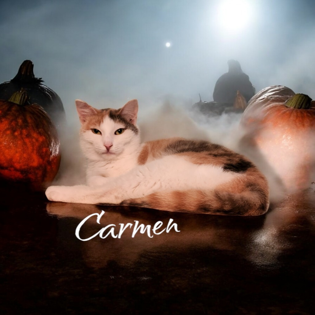 Carmen, an adoptable Domestic Short Hair in Port Clinton, OH, 43452 | Photo Image 1