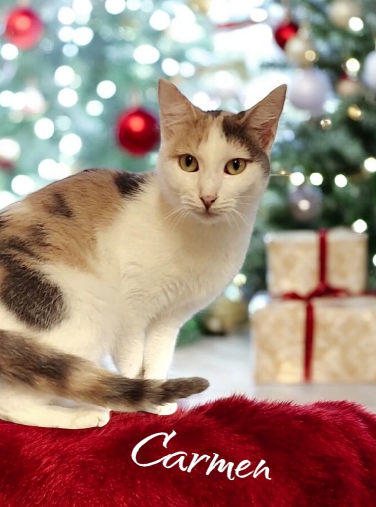 Carmen, an adoptable Domestic Short Hair in Port Clinton, OH, 43452 | Photo Image 1