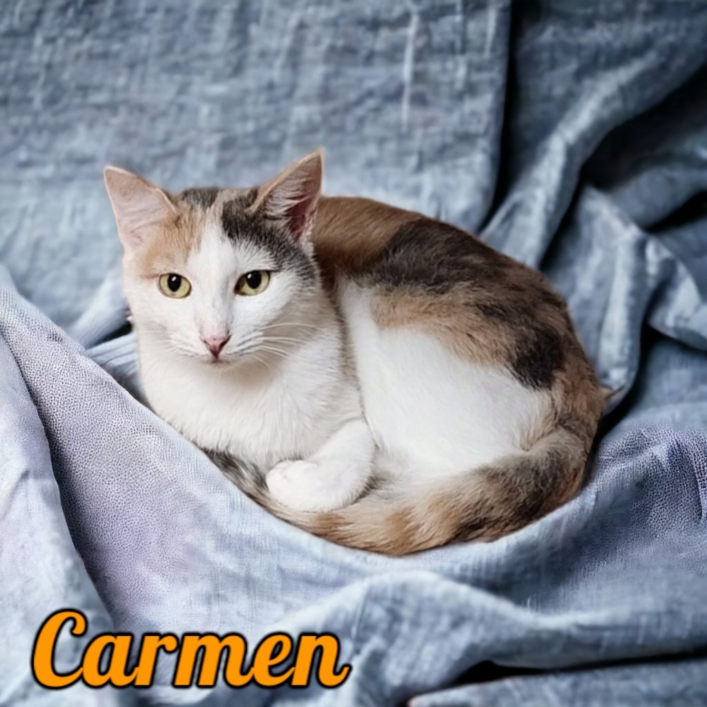 Carmen, an adoptable Domestic Short Hair in Port Clinton, OH, 43452 | Photo Image 1