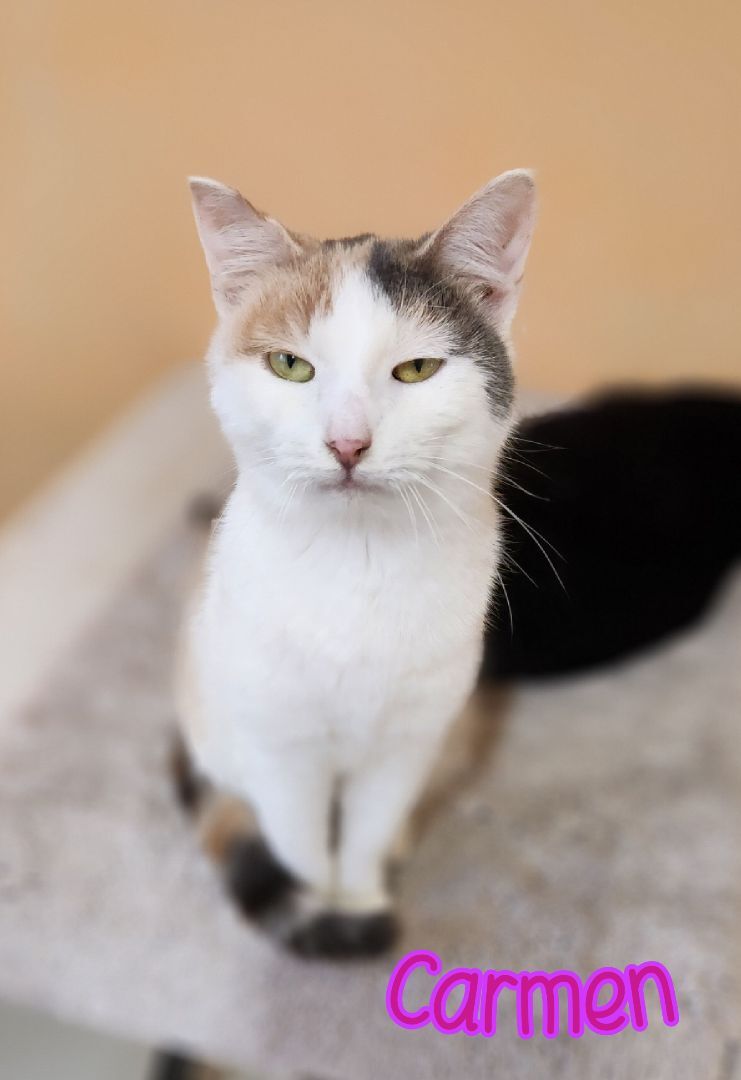 Carmen, an adoptable Domestic Short Hair in Port Clinton, OH, 43452 | Photo Image 2