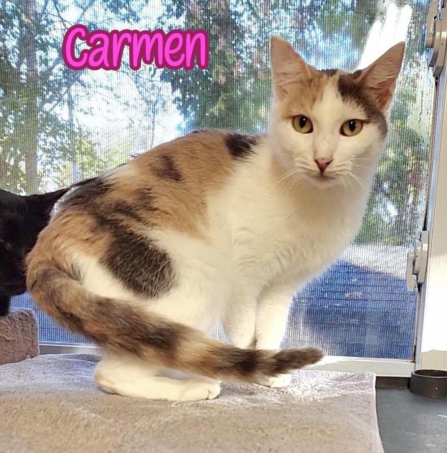 Carmen, an adoptable Domestic Short Hair in Port Clinton, OH, 43452 | Photo Image 3