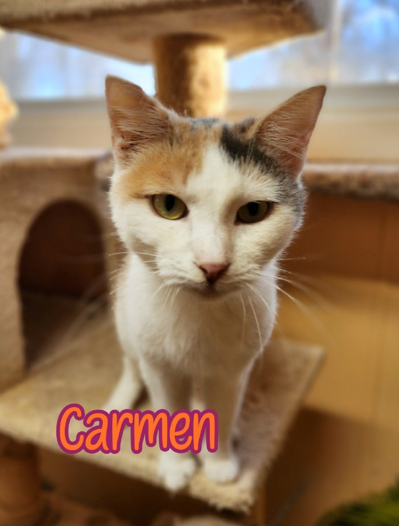 Carmen, an adoptable Domestic Short Hair in Port Clinton, OH, 43452 | Photo Image 3