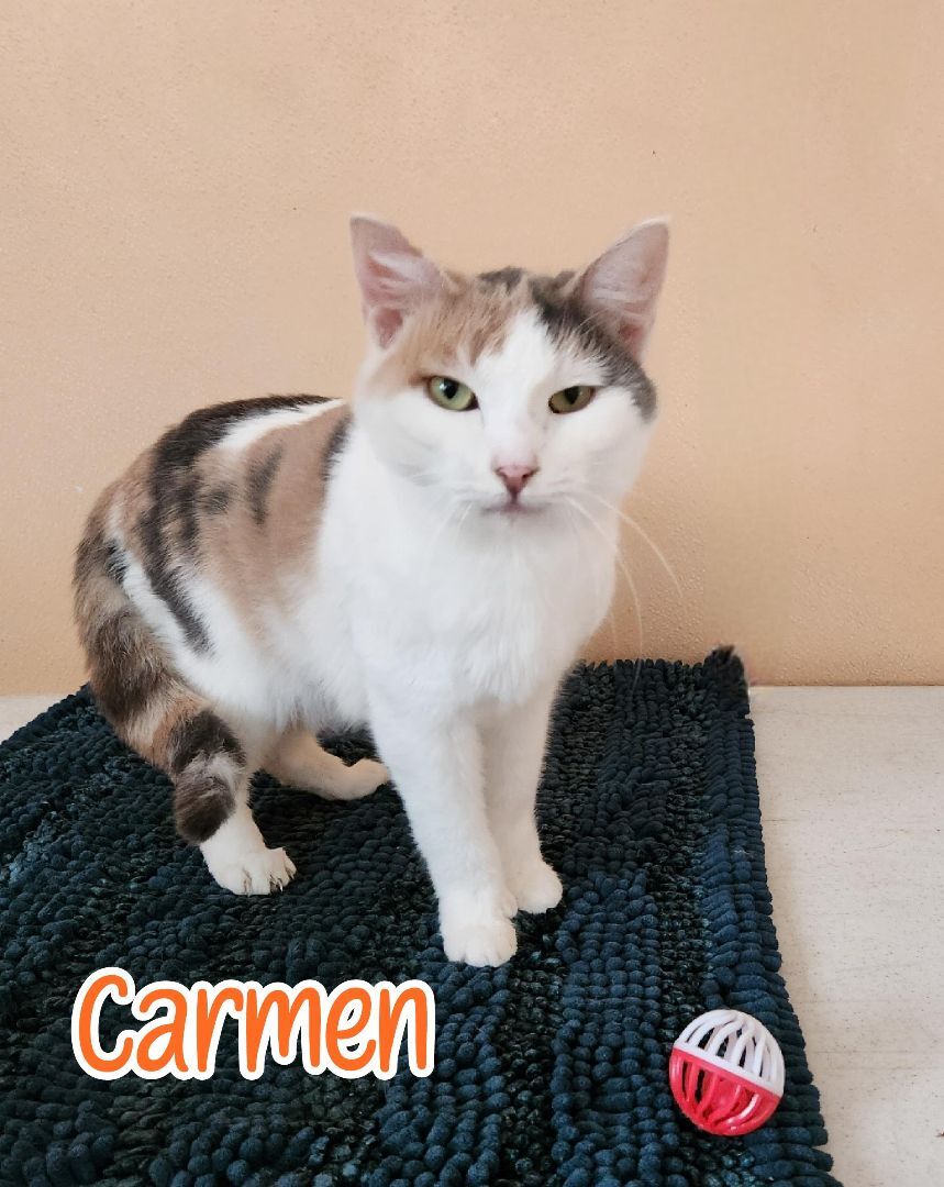 Carmen, an adoptable Domestic Short Hair in Port Clinton, OH, 43452 | Photo Image 4