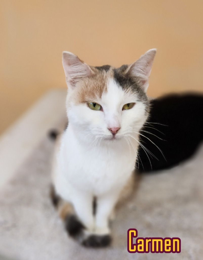 Carmen, an adoptable Domestic Short Hair in Port Clinton, OH, 43452 | Photo Image 5