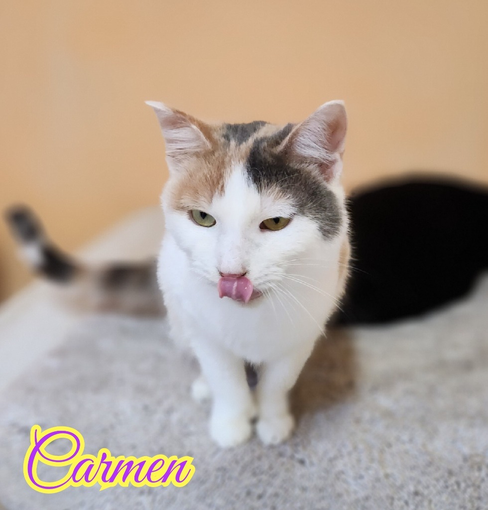 Carmen, an adoptable Domestic Short Hair in Port Clinton, OH, 43452 | Photo Image 6