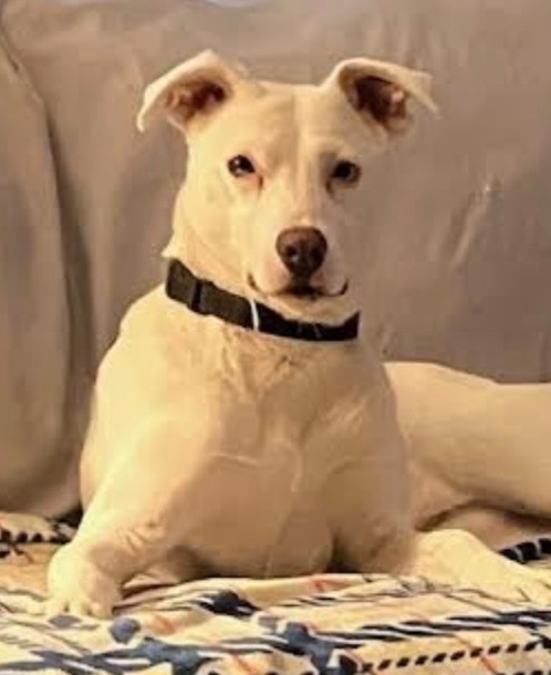 ODESSA, an adoptable Husky, Terrier in Crossville, TN, 38557 | Photo Image 1