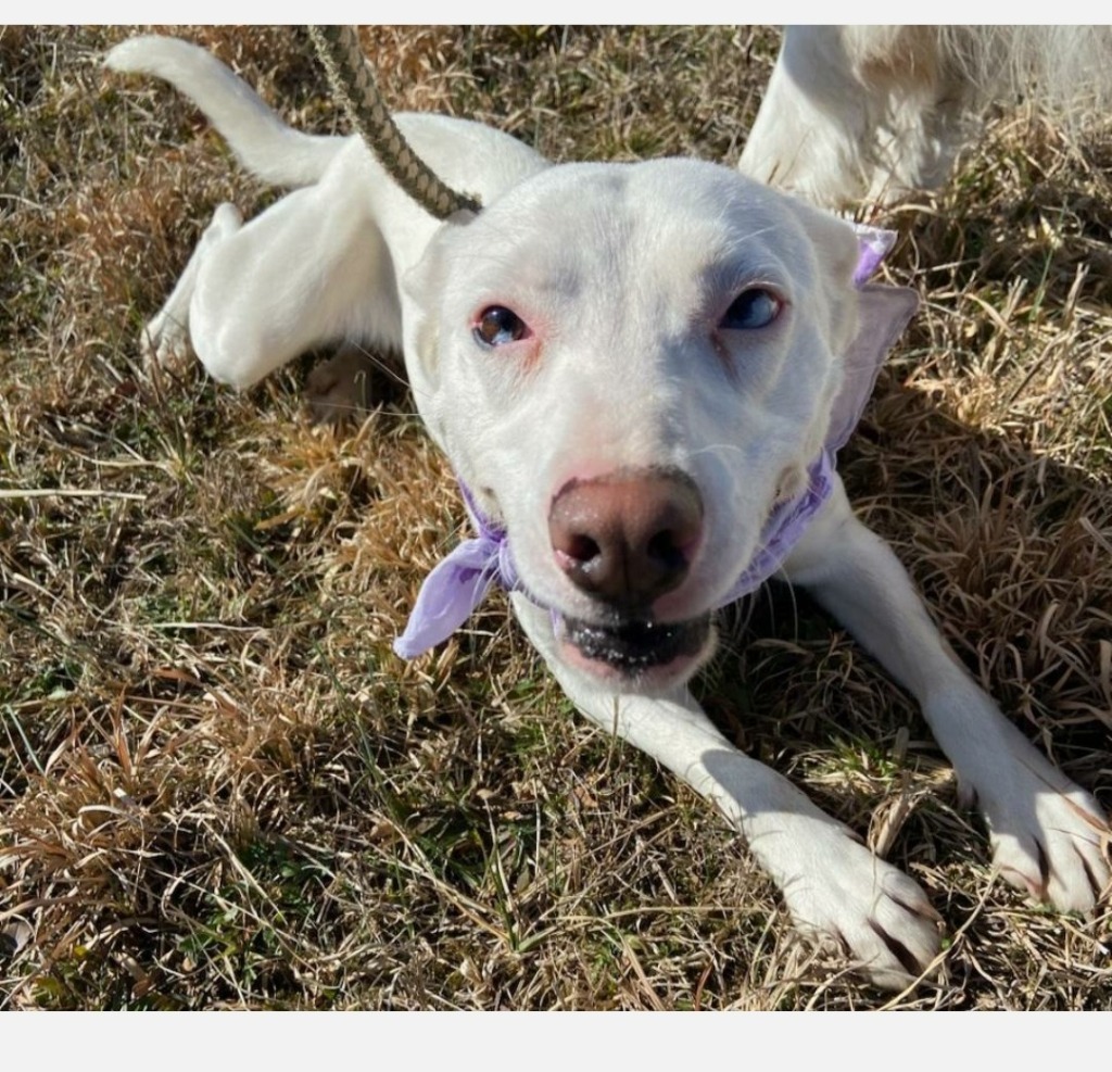 ODESSA, an adoptable Husky, Terrier in Crossville, TN, 38557 | Photo Image 2