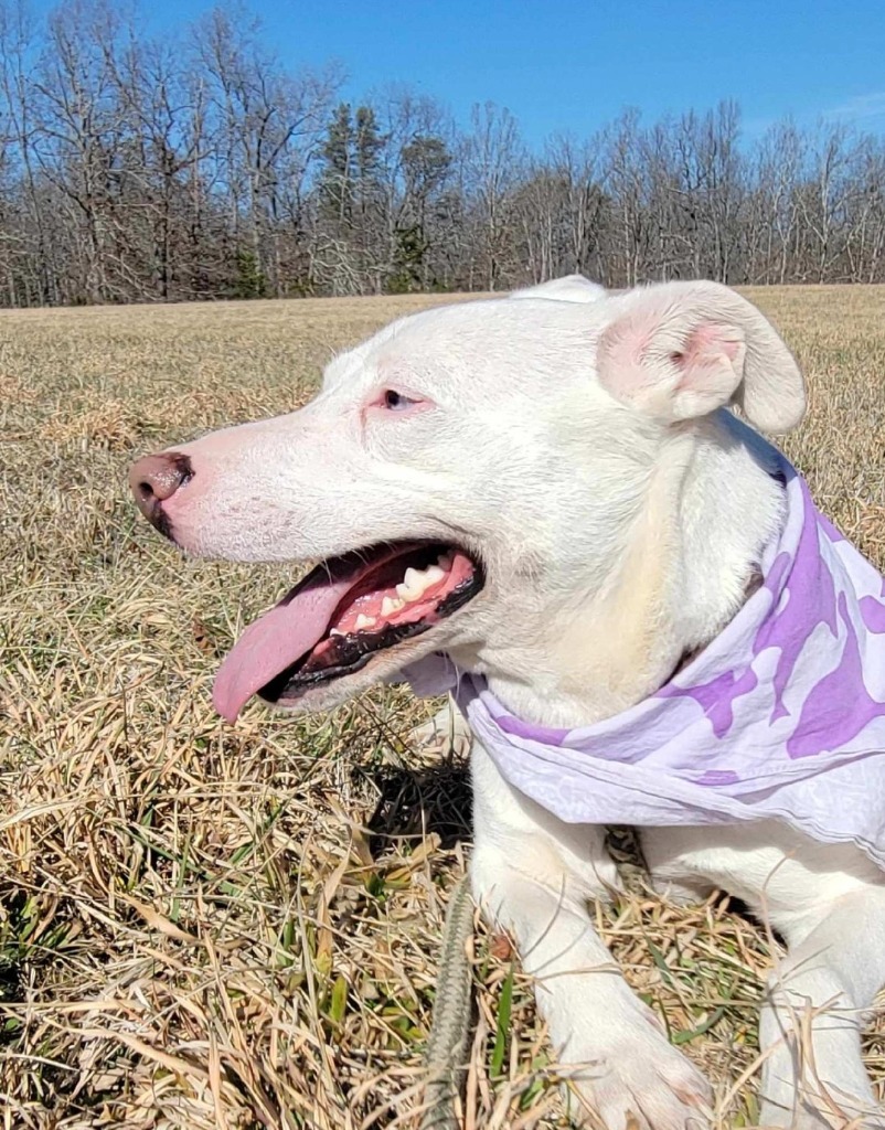 ODESSA, an adoptable Husky, Terrier in Crossville, TN, 38557 | Photo Image 3