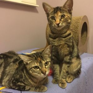 Chloe and Jasmine: Courtesy Post Domestic Short Hair Cat
