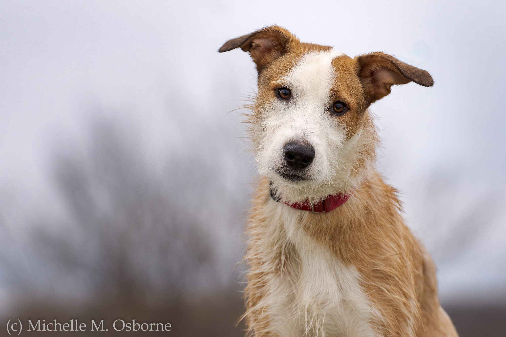 Shaggy, an adoptable Collie, Wirehaired Terrier in Manlius, NY, 13104 | Photo Image 1