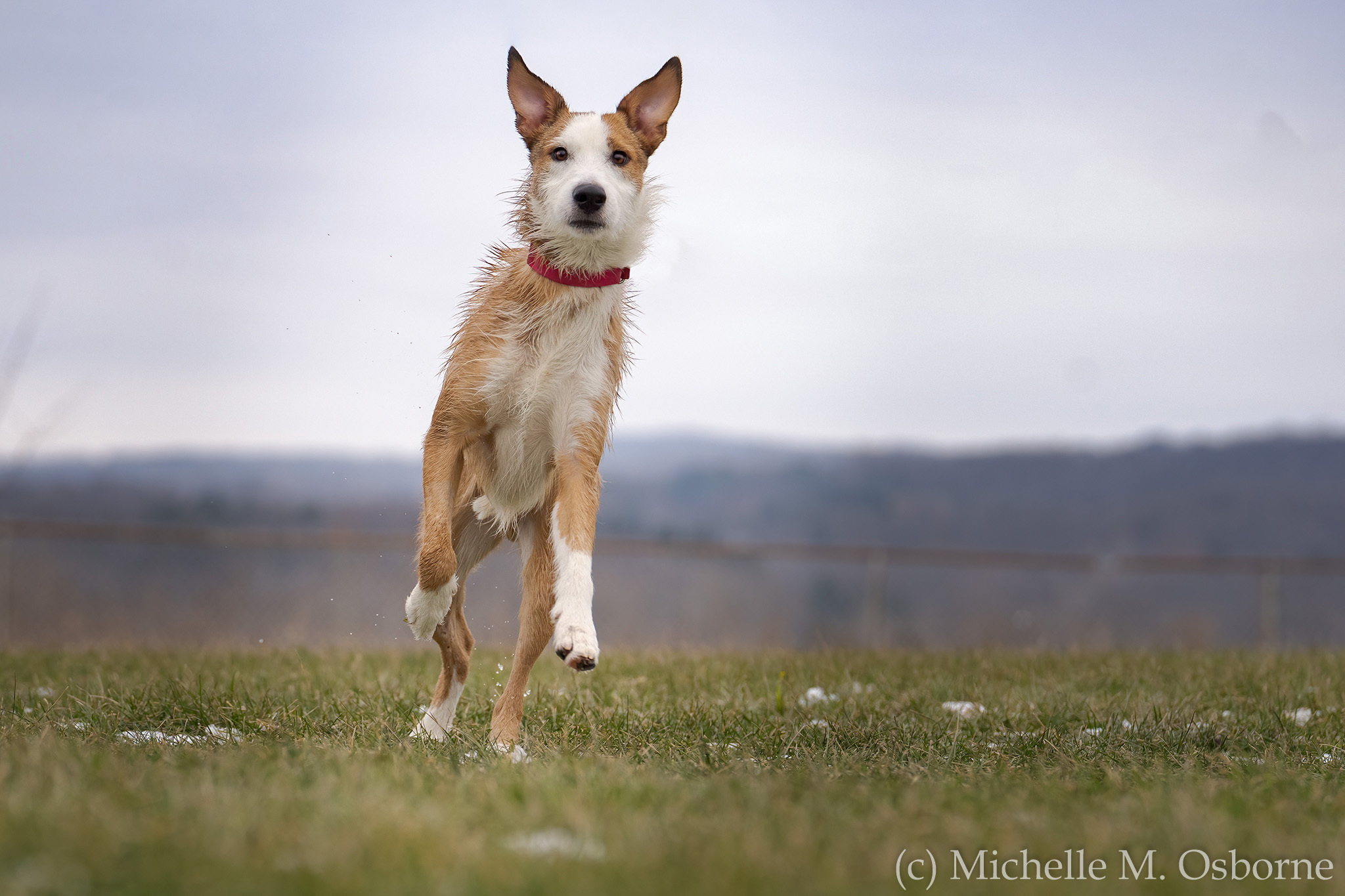 Shaggy, an adoptable Collie, Wirehaired Terrier in Manlius, NY, 13104 | Photo Image 2