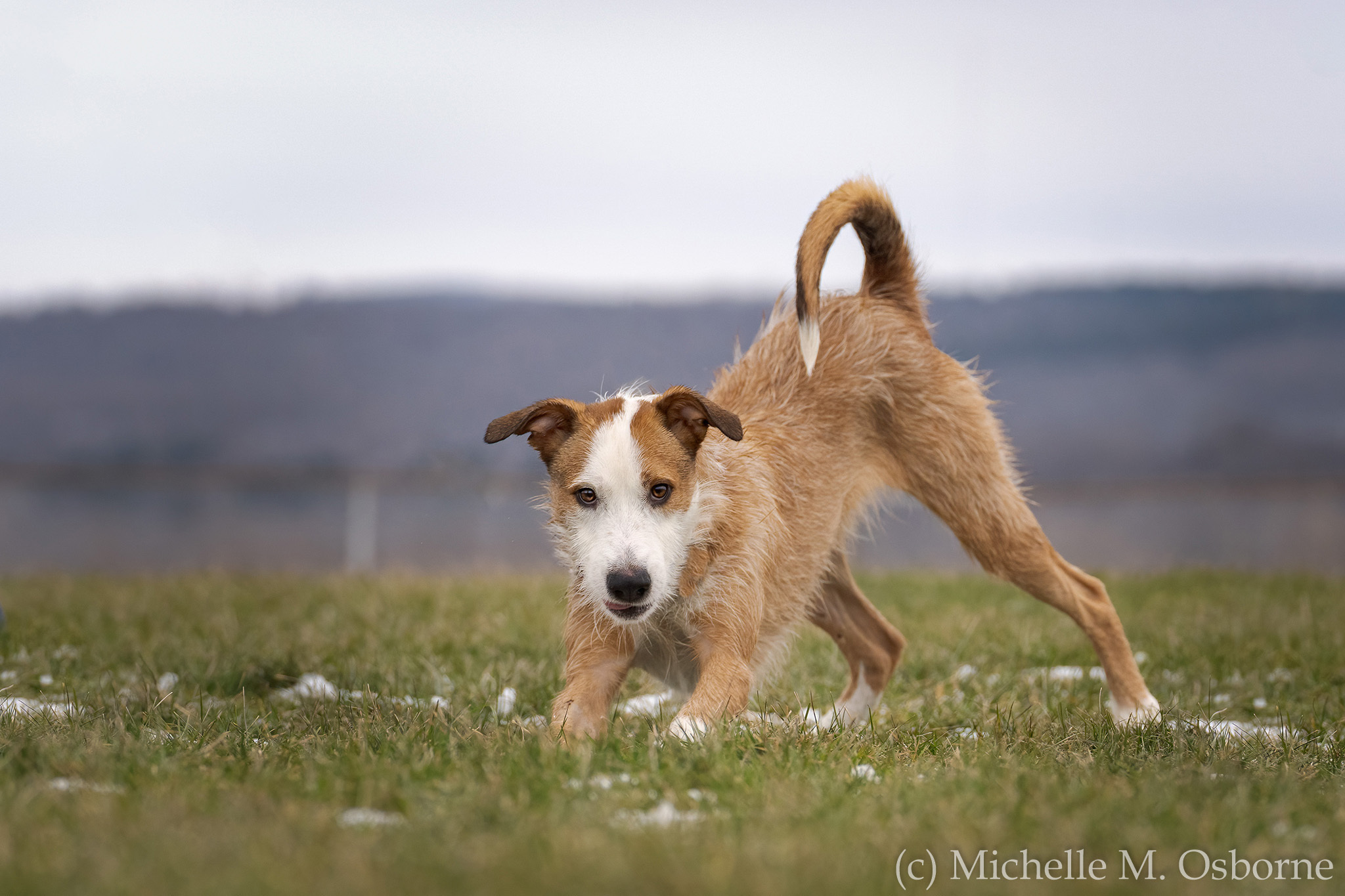 Shaggy, an adoptable Collie, Wirehaired Terrier in Manlius, NY, 13104 | Photo Image 3