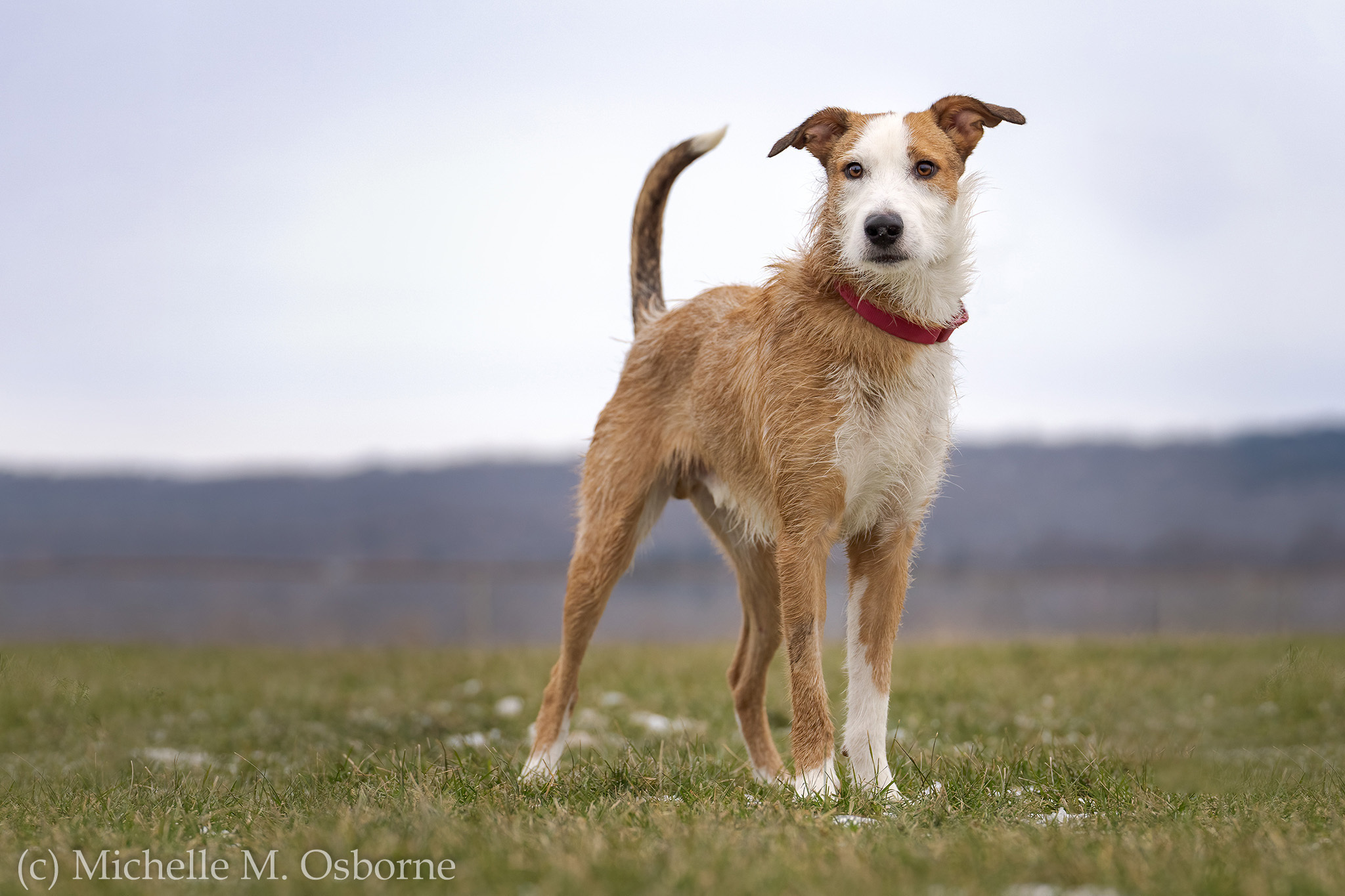 Shaggy, an adoptable Collie, Wirehaired Terrier in Manlius, NY, 13104 | Photo Image 4