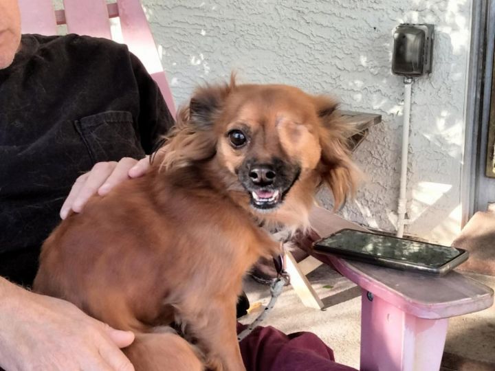 Vent et øjeblik jeg er glad løst Dog for adoption - Louie, a Tibetan Spaniel Mix in Las Vegas, NV | Petfinder