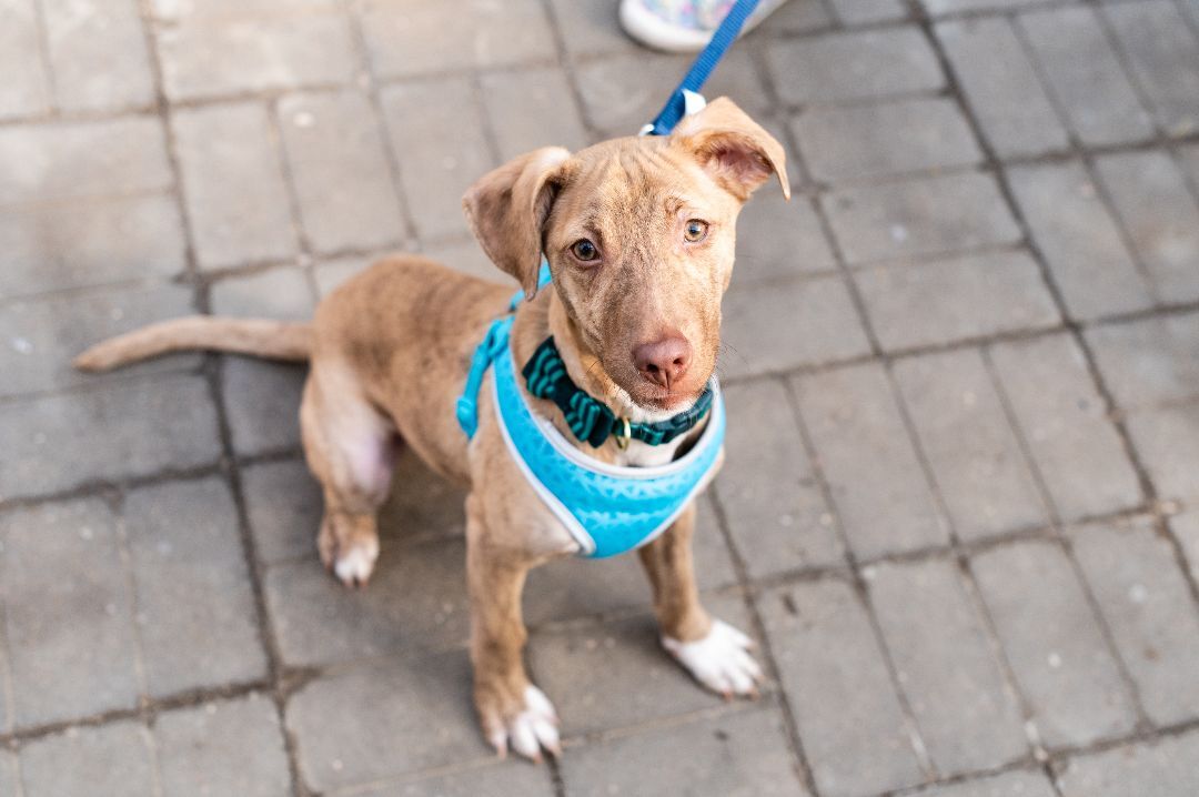 Ollie, an adoptable Terrier, Mixed Breed in Farmington, MN, 55024 | Photo Image 4