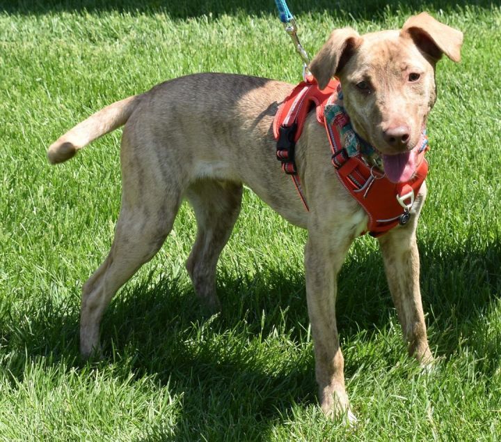 Ollie, an adoptable Terrier Mix in Farmington, MN_image-1