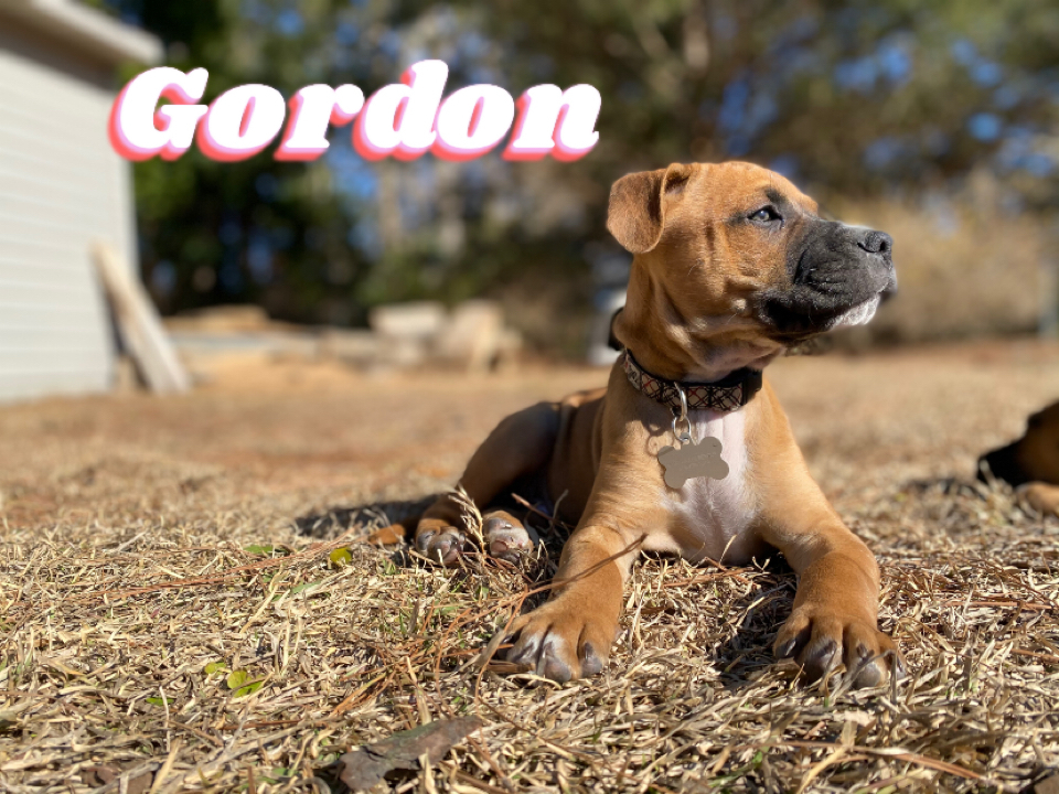 Gordon