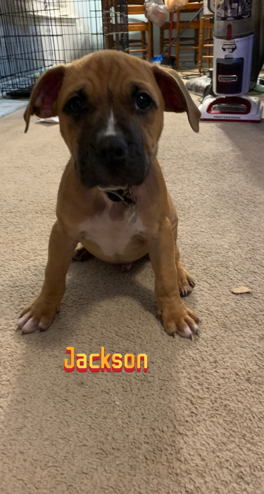 Jackson