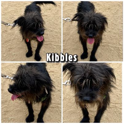 Kibbles, an adoptable Terrier Mix in Glendora, CA_image-4