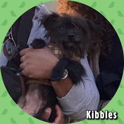 Kibbles, an adoptable Terrier Mix in Glendora, CA_image-5