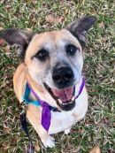 BABY's profile on Petfinder.com