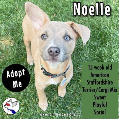 Noelle, an adopted American Staffordshire Terrier & Corgi Mix in Glendora, CA_image-1