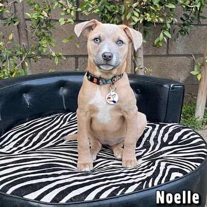 Noelle, an adopted American Staffordshire Terrier & Corgi Mix in Glendora, CA_image-2