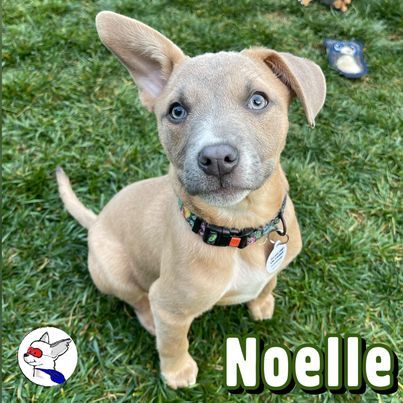 Noelle, an adopted American Staffordshire Terrier & Corgi Mix in Glendora, CA_image-3