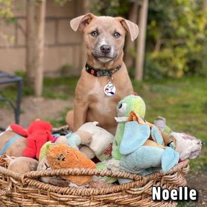 Noelle, an adopted American Staffordshire Terrier & Corgi Mix in Glendora, CA_image-5