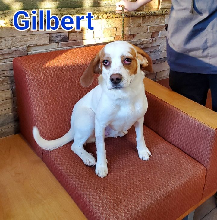 Gilbert 1