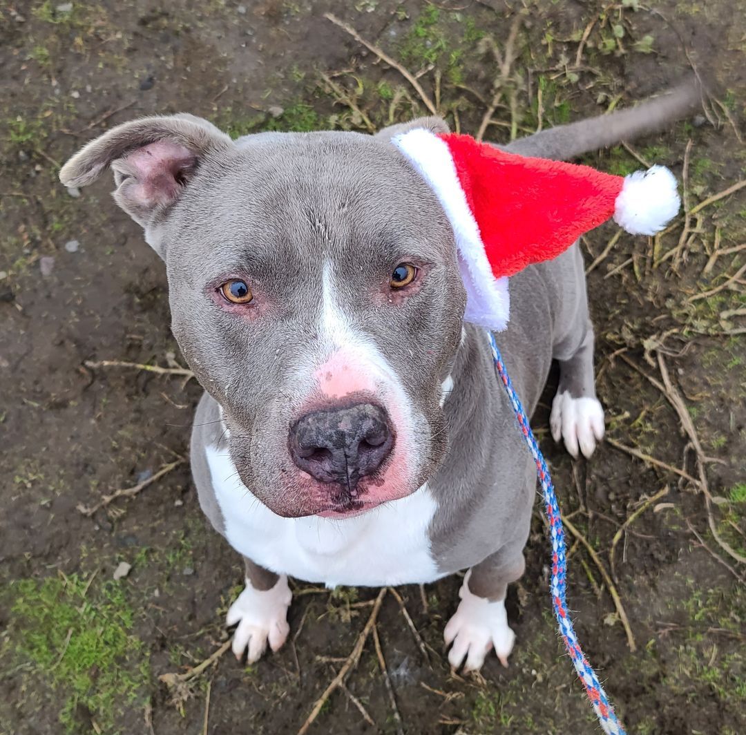 Leo, an adoptable Pit Bull Terrier, Staffordshire Bull Terrier in Longview, WA, 98632 | Photo Image 3