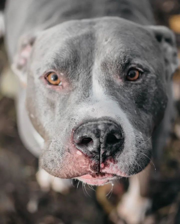 Pitbull mix with 2024 staffordshire bull terrier