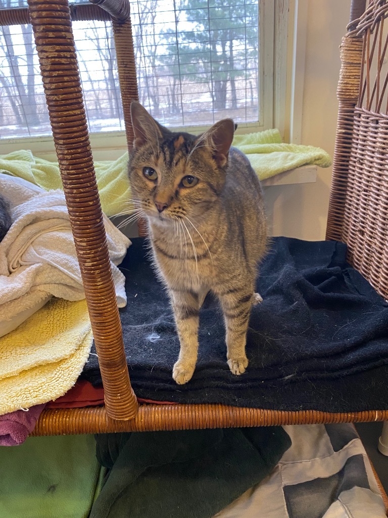 Betty, an adoptable Domestic Short Hair in Bourbonnais, IL, 60914 | Photo Image 1