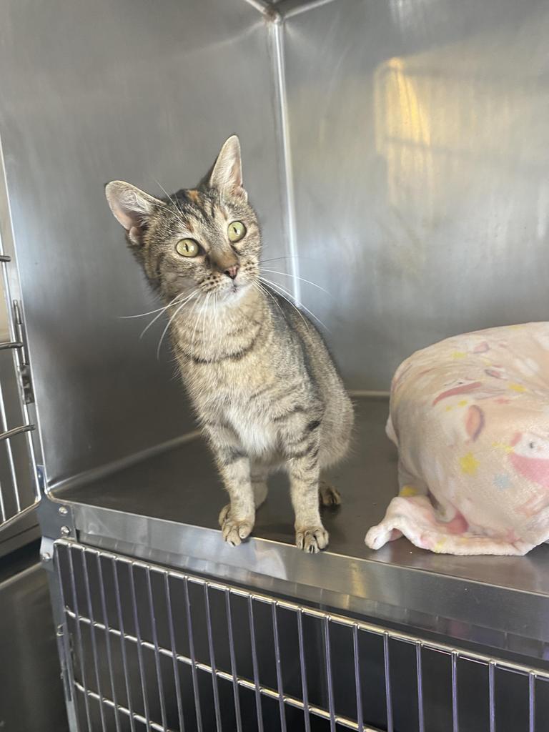 Betty, an adoptable Domestic Short Hair in Bourbonnais, IL, 60914 | Photo Image 2